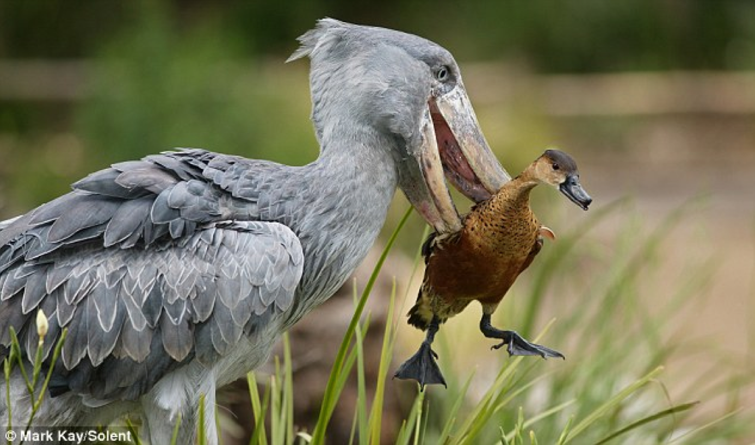 Photo of shoebill with duck in its mouth, at an angle.