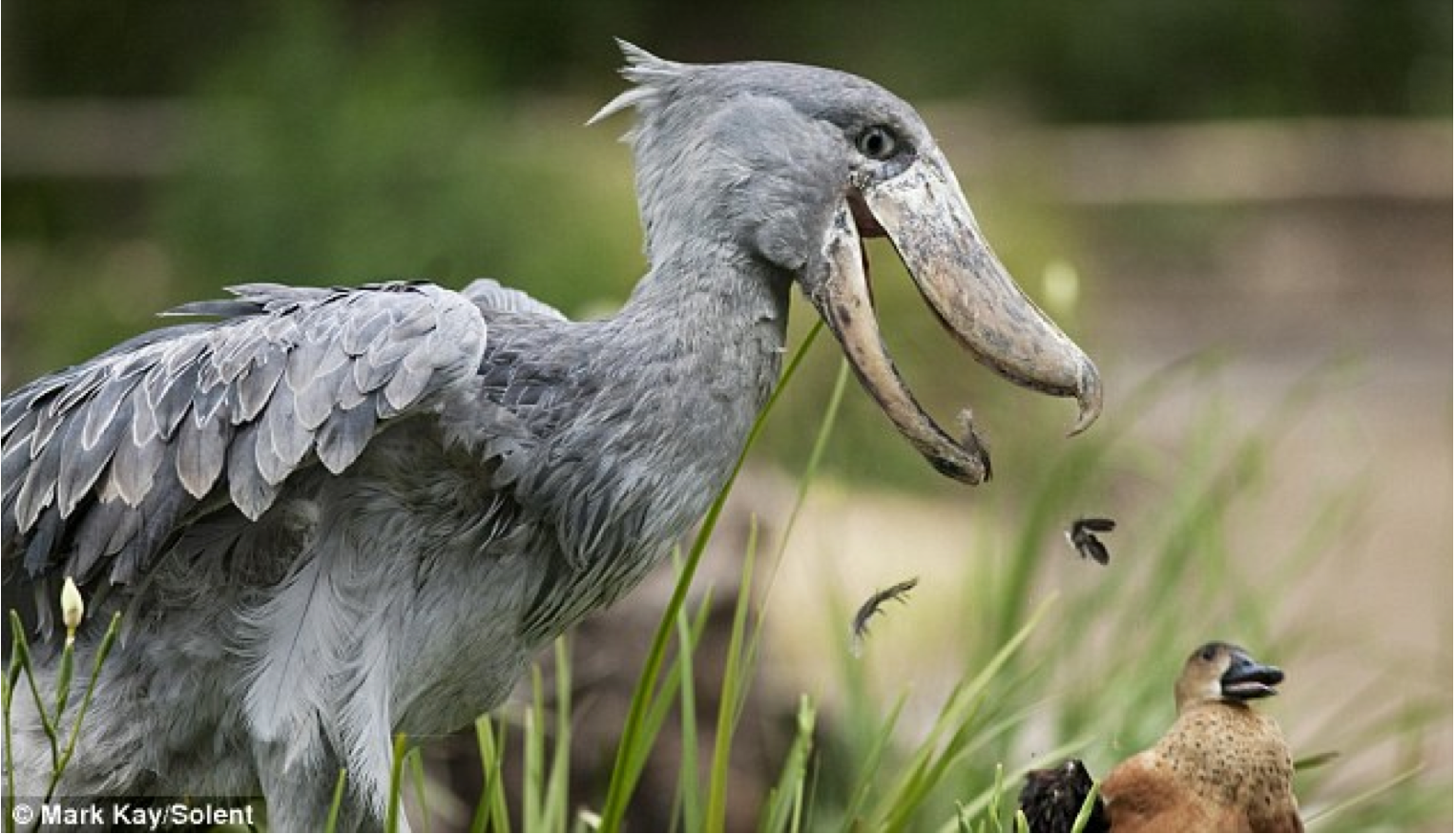 Photo of shoebill with its bill open, having just dropped a duck, who looks surprised.