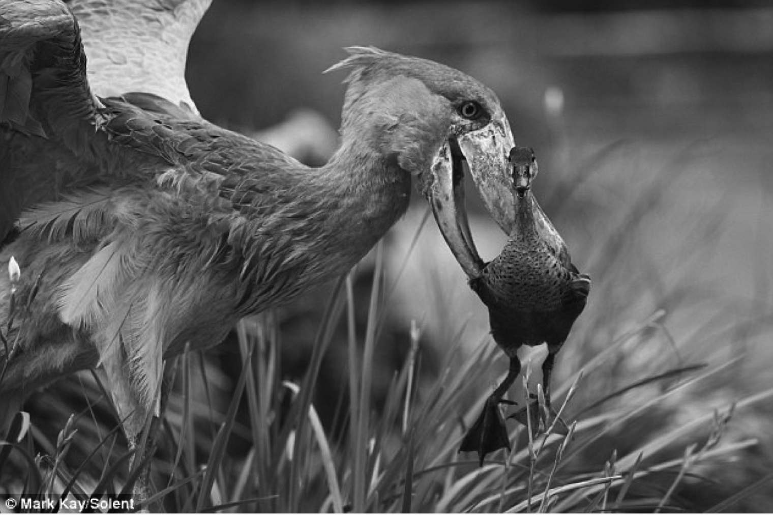 A shoebill with a duck in its mouth in grayscale.