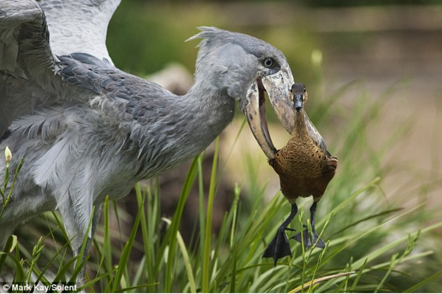 A shoebill with a duck in its mouth.